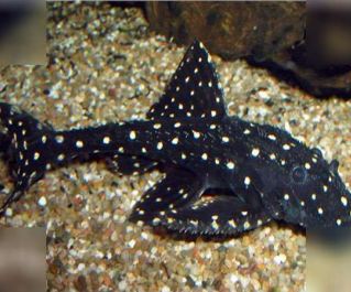 Акантикус Адонис 6-7см