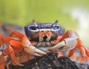 Краб красно-синий 7-8см (NG010)