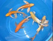 Карп кои бабочка вуалевый 25-28см