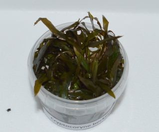 Криптокорина Беккета (TC 12)