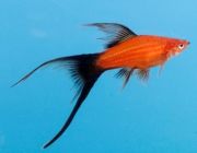 Меченосец красный чернохвостый высокоплавничный 4см (MCH09)