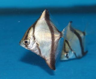 Монодактил Себая купить 5см (TY020)