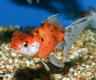 Оранда ситцевая купить 7-8см