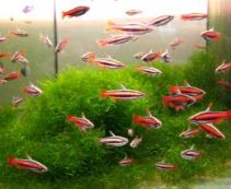 Нанностомус Мортентайлера