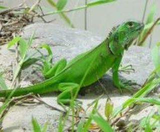 Игуана зеленая 40-50см. -  в магазине Марлин