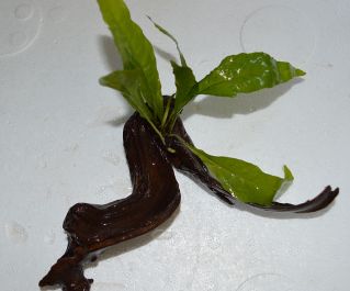 Папоротник микрозориум на коряге (K008)