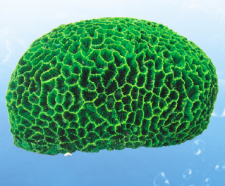 Грот для аквариума 