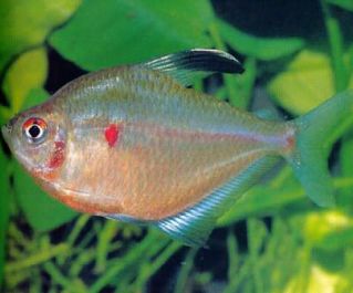 Тетра краснопятнистая (рубростигма) (4см) (PU-018)