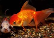 Оранда красная 10-11 см