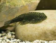 Севилья 4см (W90194)