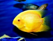 Северум золотой 6-7см