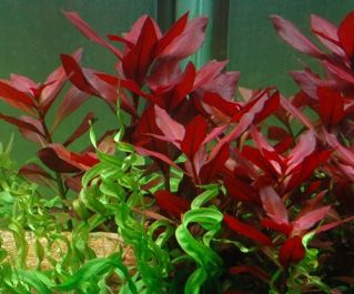 Людвигия рубин (Ludwigia repens) купить с доставкой