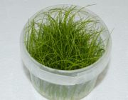 Элеохарис парвула (TC 43)