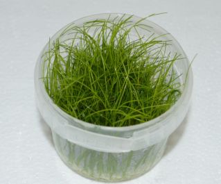 Элеохарис парвула (TC 43)