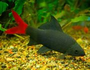 Лабео биколор 5см