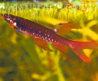 Копелла Арнольда (5см) (PU-012)