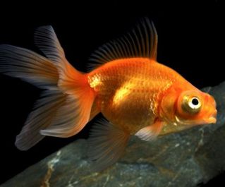 Телескоп красный купить