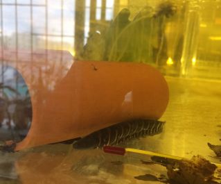 Тигровый нож KNIFE FISH TIGER