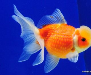 Жемчужинка с короной красная купить