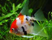 Скалярия Кои 8-9см (R-SK-K8)