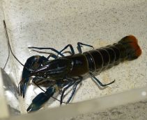 Рак голубая луна 10-12см купить