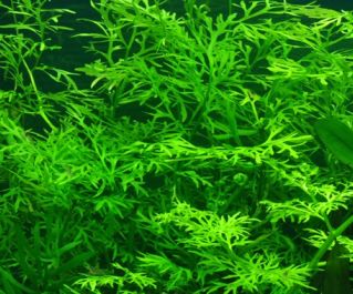 Папоротник индийский водяной (K006)