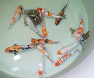 Японский карп кои 50+см. (YAK)