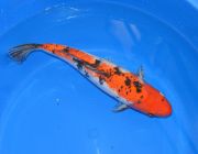 Карп кои лот 14 (ККL014)