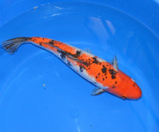 Карп кои купить по фотографии, карп кои лот 14