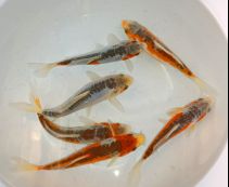 Карп кои купить 20+см (ККI003)