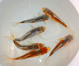 Карп кои купить 20+см (ККI003)