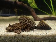 Парчовый птеригоплихт 5см (SH028-S50)