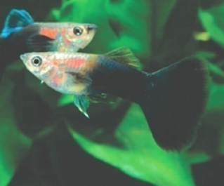 Гуппи самцы черные купить
