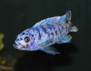 Лабеотрофеус тревавас пестрый (CI024)