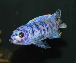 Лабеотрофеус тревавас пестрый купить (CI024)