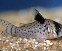 Коридорас лейкомелас