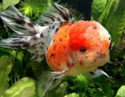 Оранда ситцевая 6-7см