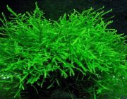 Мох яванский (пакетик) (U077)