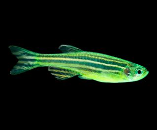 Данио флуоресцентный зеленый купить