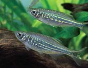 Данио малабарский