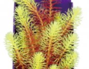 Кабомба красно-салатовая 30см в картонной коробке (YS-60516)