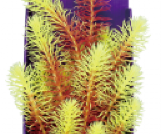 Кабомба красно-салатовая 30см в картонной коробке (YS-60516)