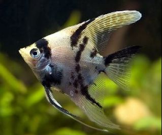 Скалярия березка купить 4см. (R-SK-B)