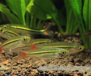 Расбора краснохвостая купить с доставкой