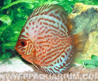 Дискус королевский голубой купить 5см