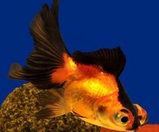 Телескоп красно-черный 6-7см купить