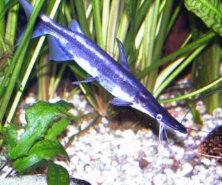 Сорубим лима (лопатоносый сом) (15-17см) (PU-104)