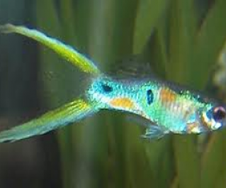 Гуппи самцы лирохвостые купить