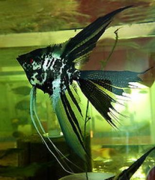 Скалярия мраморная лира купить 4-4,5см