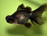 Телескоп черный 8-9см